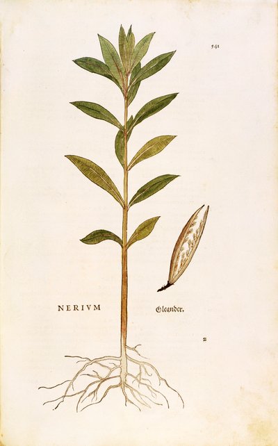 Laurier-rose (Nerium oleander) de Leonhart Fuchs de De historia stirpium commentarii insignes (Commentaires notables sur l