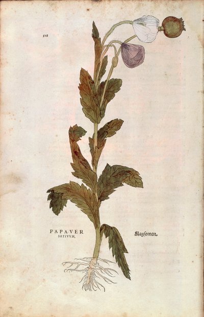 Pavot somnifère - Papaver somniferum (Papaver satiuum) de De historia stirpium commentarii insignes, gravure en couleur - Leonhard Fuchs