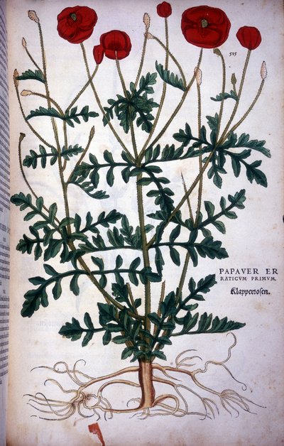 Coquelicot dans "De Historia Stirpium commentarii badges..." par Leonhart Fuchs - Leonhard Fuchs