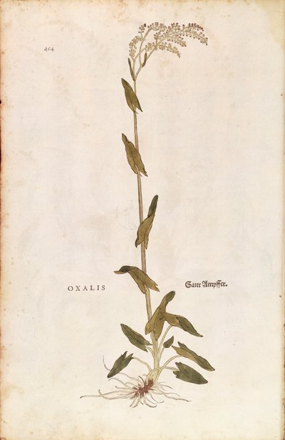 Oseille - Rumex acetosa (Oxalis) de De historia stirpium commentarii insignes, gravure en couleur - Leonhard Fuchs