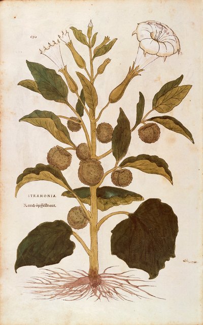 Datura stramoine - Datura stramonium par Leonhart Fuchs de De historia stirpium commentarii insignes, gravure en couleur - Leonhard Fuchs