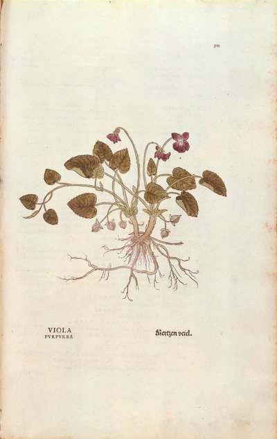 Violette (Viola odorata) par Leonhart Fuchs de De historia stirpium commentarii insignes, gravure en couleur - Leonhard Fuchs