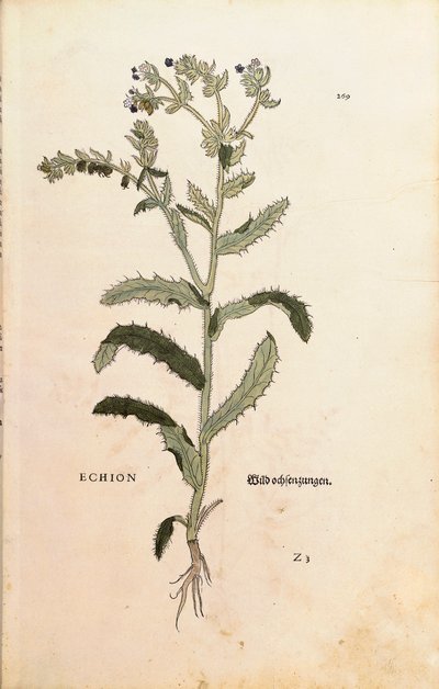 Vipérine commune - Echium vulgare, de De historia stirpium commentarii insignes (Notable Commentaries on the History of Plants) - Leonhard Fuchs