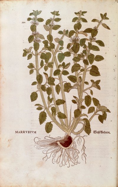Marrube blanc (Marrubium vulgare) par Leonhart Fuchs de De historia stirpium commentarii insignes (Notable Commentaries on the History of Plants) gravure colorée - Leonhard Fuchs
