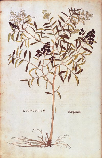 Troène commun - Ligustrum vulgare, de De historia stirpium commentarii insignes (Notable Commentaries on the History of Plants) - Leonhard Fuchs