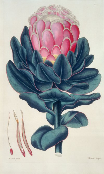 Protea speciosa, Perigonia pistillum (pl.12) de 