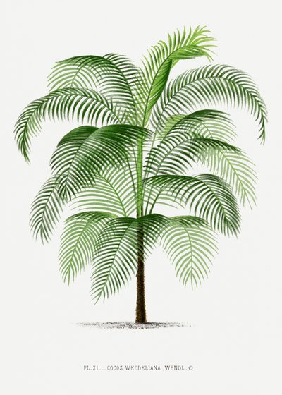  - Les Palmiers Histoire Iconographique