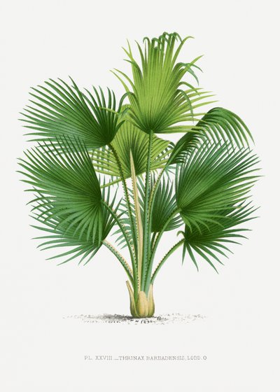  - Les Palmiers Histoire Iconographique