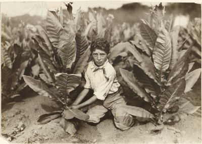 Cueilleur de dix ans à la ferme de tabac Gildersleeve - Lewis W. Hine