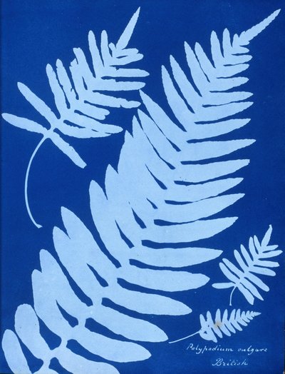 Cyanotype de Polypodium vulgare - Unbekannt Unbekannt