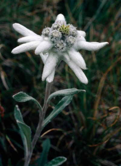 Edelweiss - Unbekannt Unbekannt