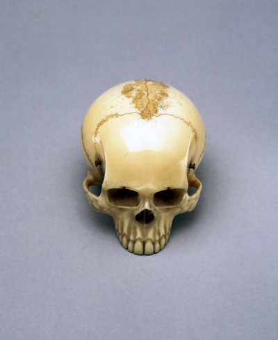Modèle de crâne, probablement un netsuke, japonais - Unbekannt Unbekannt