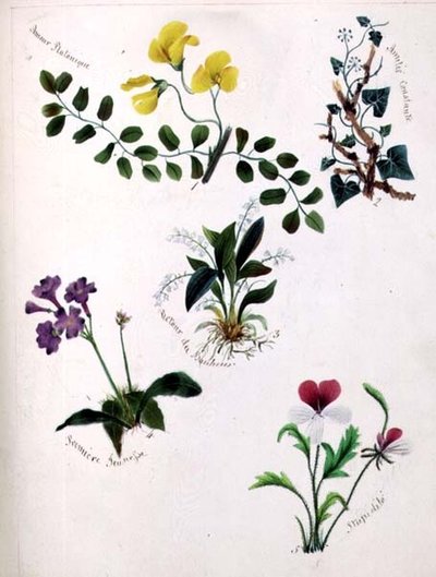 Fleurs sauvages - Lili Cartwright