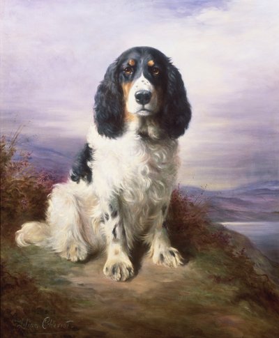 Royal, un épagneul springer tricolore - Lilian Cheviot
