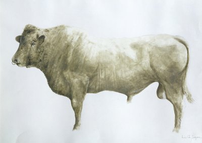 Taureau d