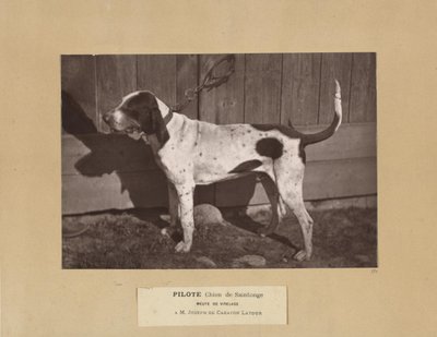 Pilote, Chien de Saintonge, Meute de Virelade, A.M. Joseph de Carayon Latour - Leon Cremiere
