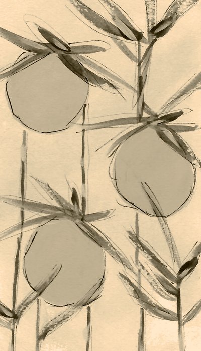 Plantes de coton sépia - Lori Ann Folz