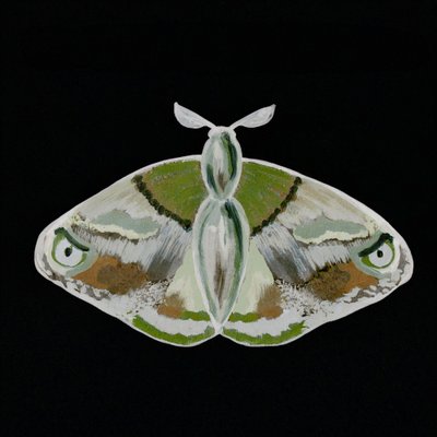 Un papillon de nuit vert remarquable - Lori Ann Folz