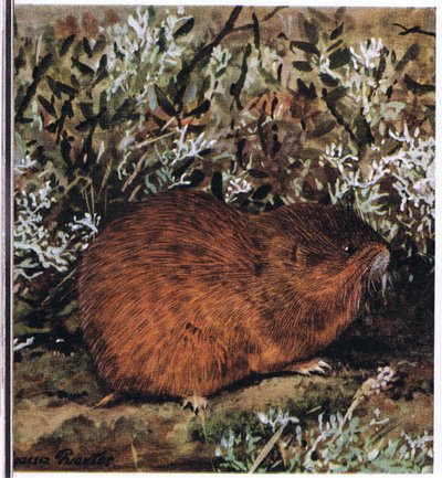 Lemming brun, un rongeur trapu qui vit dans un réseau de tunnels - Louis Agassiz Fuertes