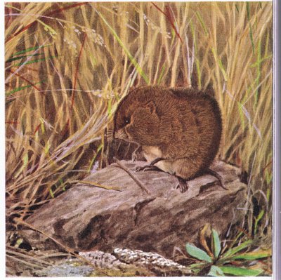 Souris des champs ou campagnol, toujours vigilant, surveille son chemin à travers une forêt enchevêtrée d