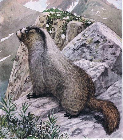 Marmotte hoary toujours vigilante, signale le danger avec des sifflements aigus - Louis Agassiz Fuertes
