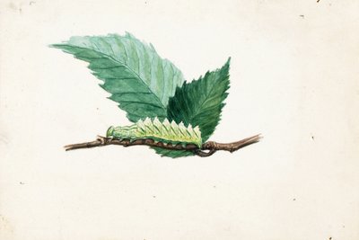 Jagged Leaf Edge Caterpillar, étude pour le livre Concealing Coloration in the Animal Kingdom (La dissimulation de la coloration dans le règne animal) - Louis Agassiz Fuertes