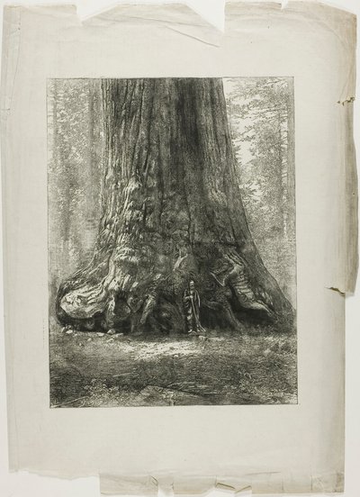 Arbres tordus - Louis Auguste Lepère