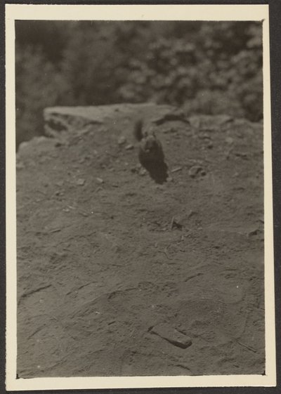 [Chipmonk sur le sentier] - Louis Fleckenstein