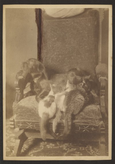 [Câlins Chats et Chiens] - Louis Fleckenstein
