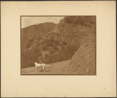 [Une femme et un chien dans un paysage montagneux] - Louis Fleckenstein