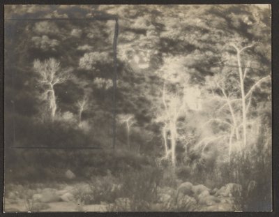 [Paysage avec des arbres lumineux] - Louis Fleckenstein