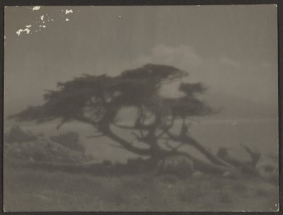 [Paysage avec cyprès] - Louis Fleckenstein