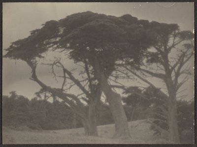 [Paysage avec cyprès] - Louis Fleckenstein