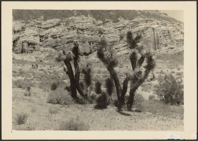 [Paysage avec arbres de Josué] - Louis Fleckenstein