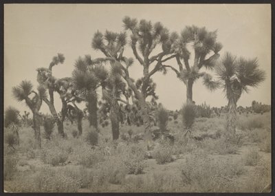 [Paysage avec arbres de Josué] - Louis Fleckenstein