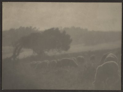 [Paysage avec moutons] - Louis Fleckenstein