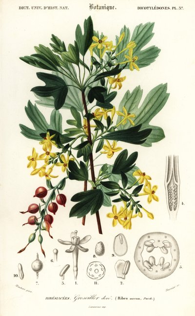 Groseille dorée, Ribes aureum, 1849 (gravure) - Louis Joseph Edouard Maubert