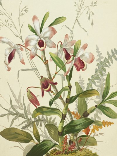 Fleurs - Louis Prang