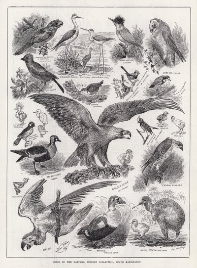 Oiseaux dans la collection d
