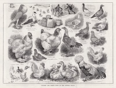 Exposition de volailles et de pigeons au Crystal Palace - Louis Wain