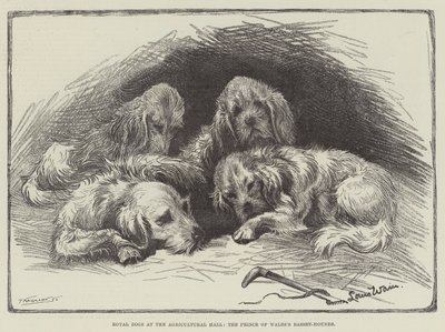 Chiens royaux au Hall agricole, les bassets du prince de Galles - Louis Wain