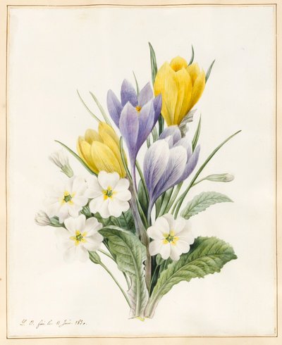 Primevères blanches et Crocus hybrides précoces, 1830 - Louise DOrleans