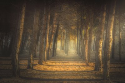  - Ludovico Reale