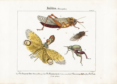 Divers insectes en taille réelle - Ludwig Meyer