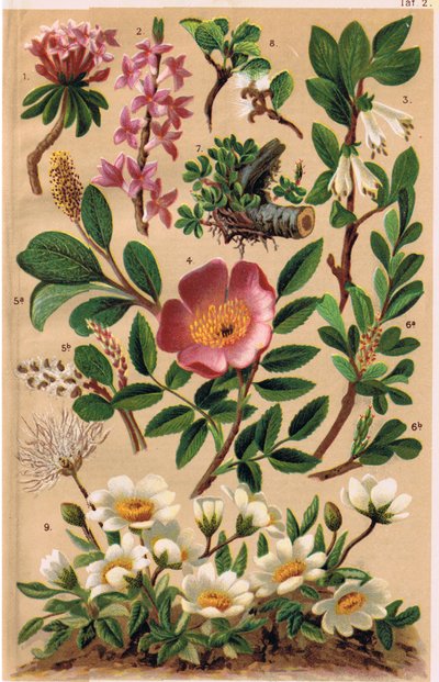 Plantes alpines, illustration de 