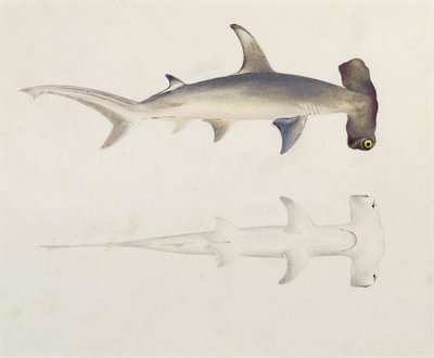 Un requin marteau, Loheia, autrefois attribué à James Bruce (1730-94) - Luigi Balugani