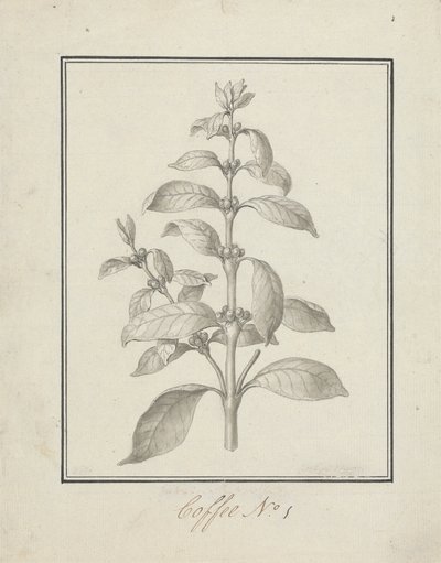 Coffea arabica L. (Caféier arabica) : dessin fini de pousse feuillue et de baies - Luigi Balugani