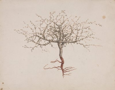 Commiphora gileadensis (L.) C. Chr. (Baume de Galaad, Opobalsam) : dessin fini de l