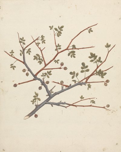 Commiphora gileadensis (L.) C. Chr. (Baume de Galaad, Opobalsam) : dessin fini d