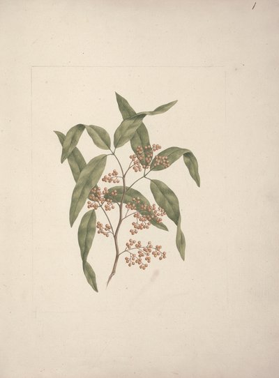 Rhus ? retinorrhoea Oliver: dessin fini - Luigi Balugani